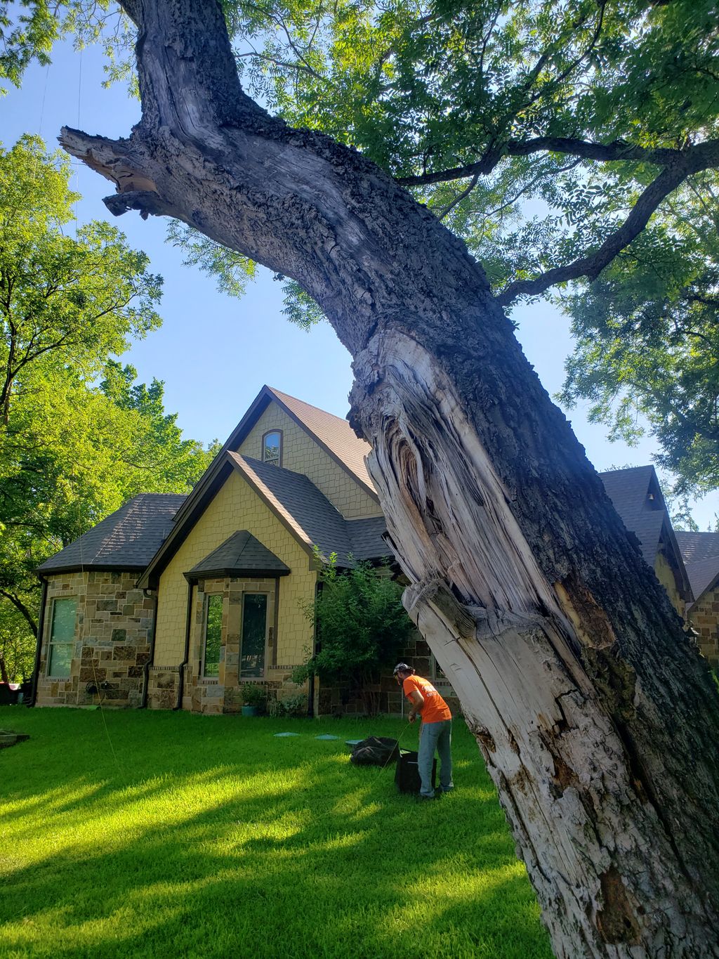 Damaged Tree Removal