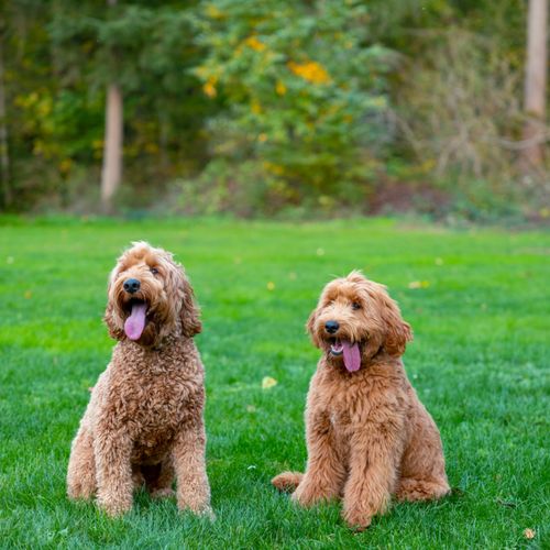 Absolutely gorgeous photo of my doodles!