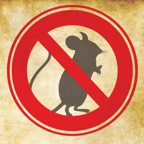 Rodent Pest Control 