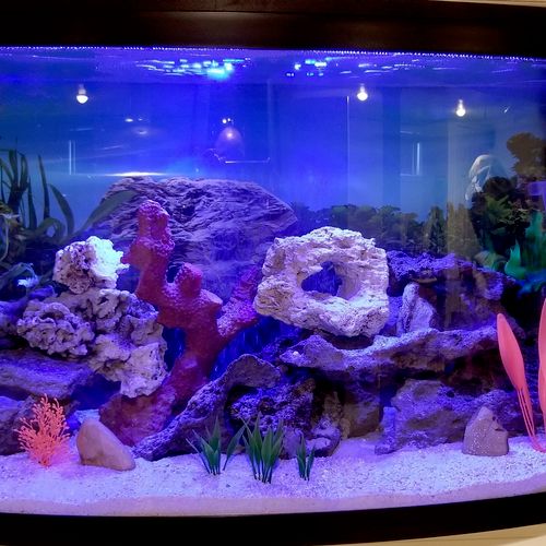 My Fish tank looks amazing. Job well done. You bro