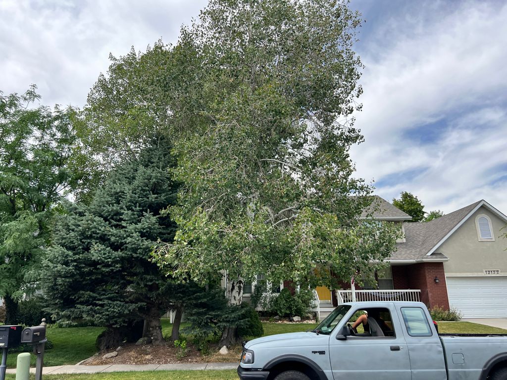 Tree Trimming and Removal