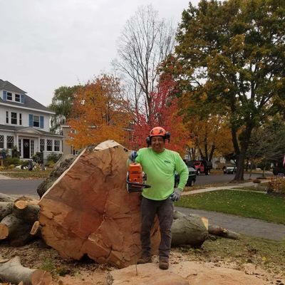 Avatar for MVC TREE SERVICE