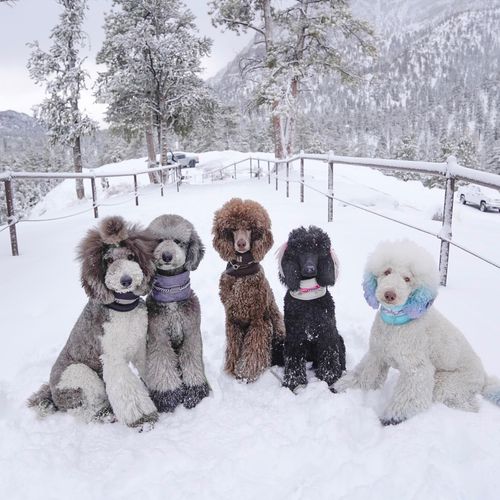 Rich has trained all 5 of our standard poodles, hi