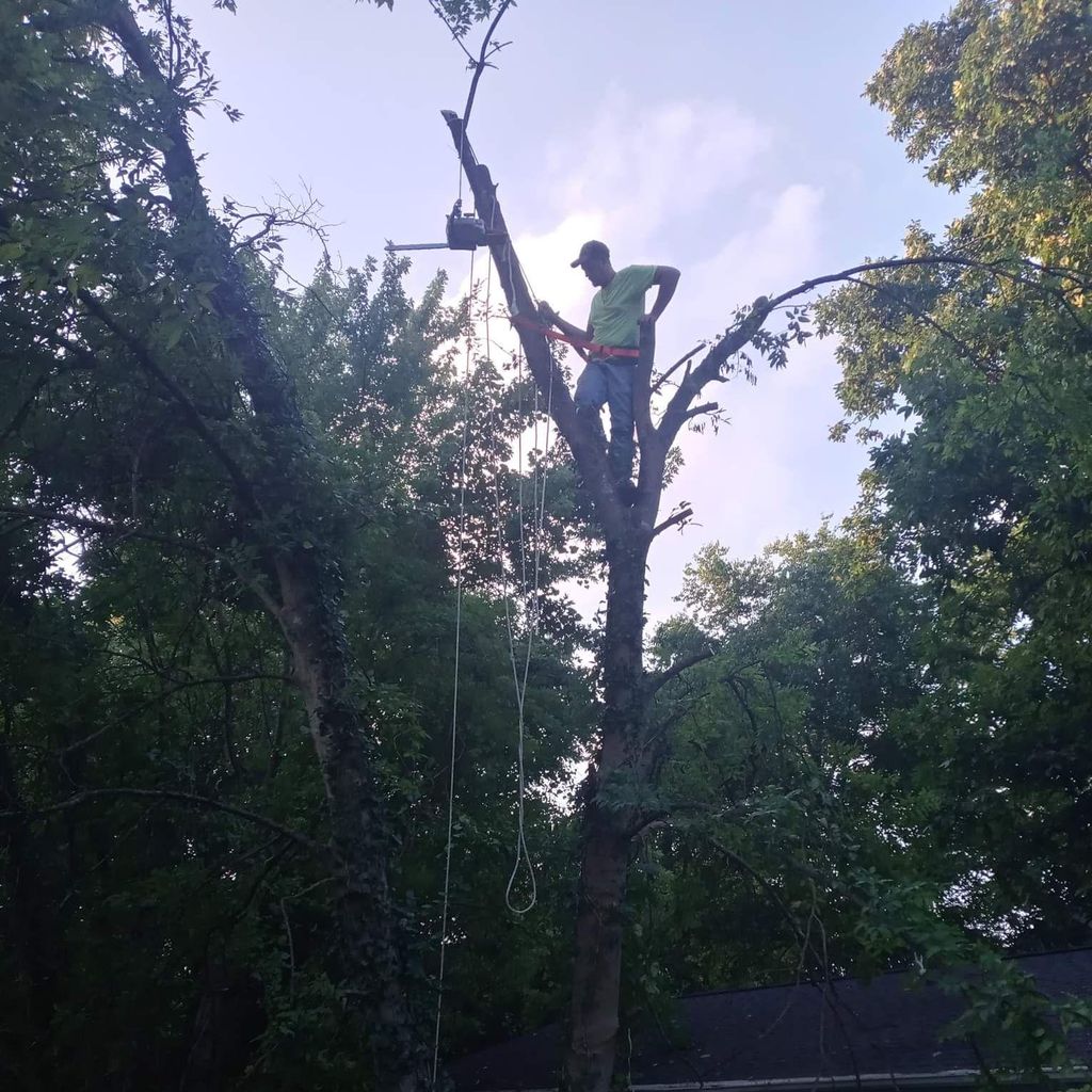 Jr s Tree Service Knoxville TN Thumbtack