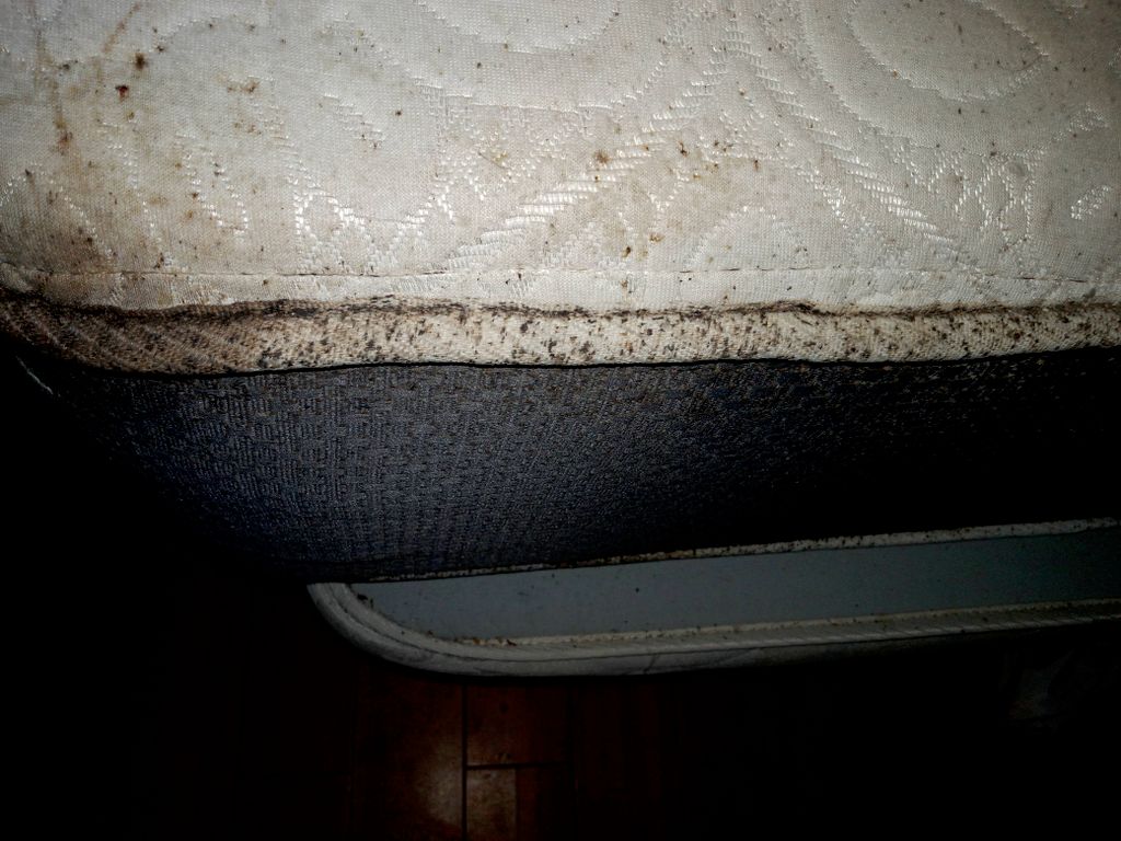 Bedbugs infestation 
