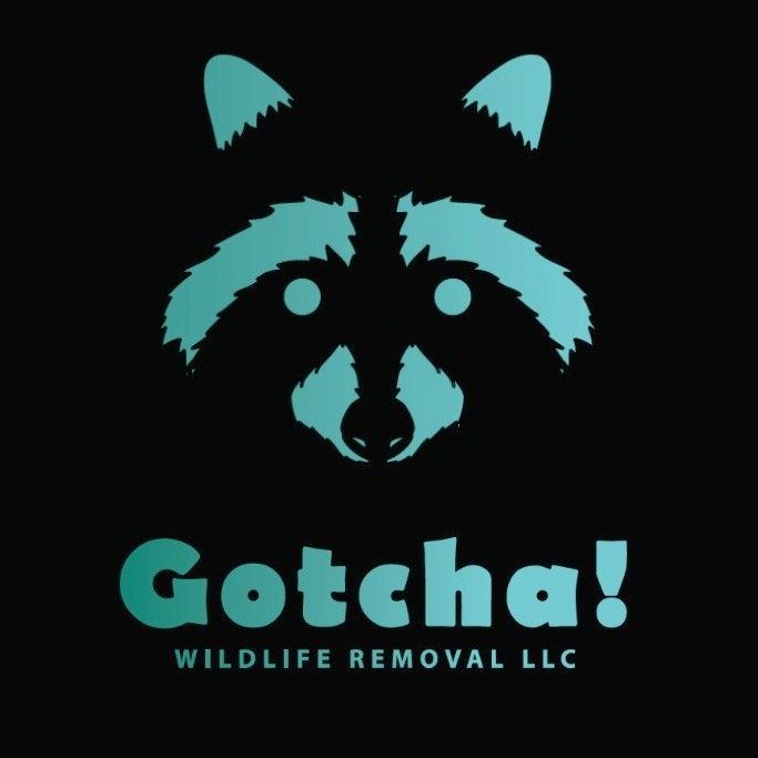 Gotcha Wildlife Removal LLC