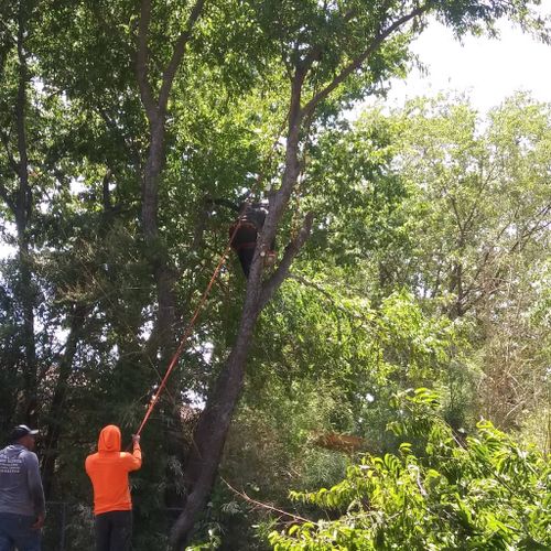Best Tree Service DFW Profile Picture