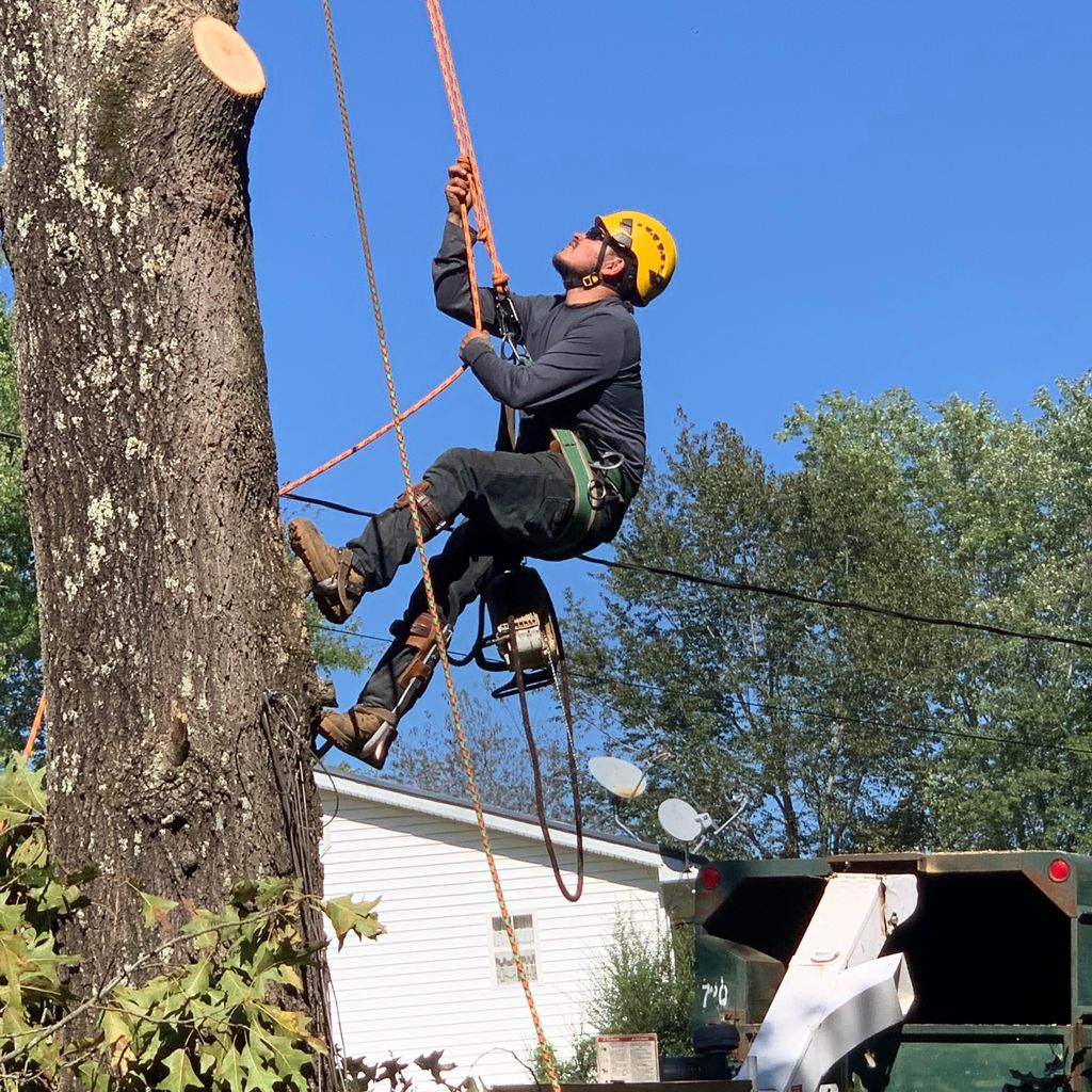 Affordable tree services