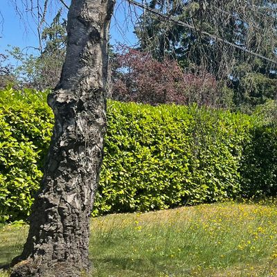 Avatar for Green Gold Landscaping