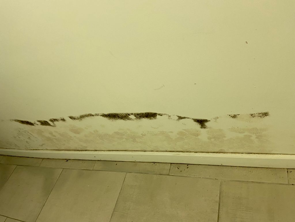 Mold showing on outside of sheetrock due to a mois