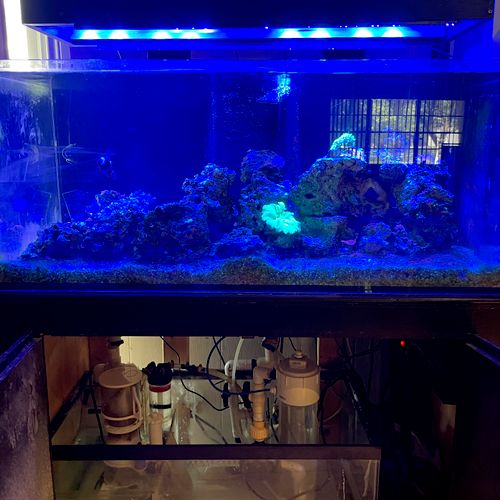 Aquarium Services