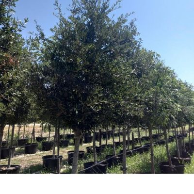Avatar for Daniel Planting Trees & Gardening Service