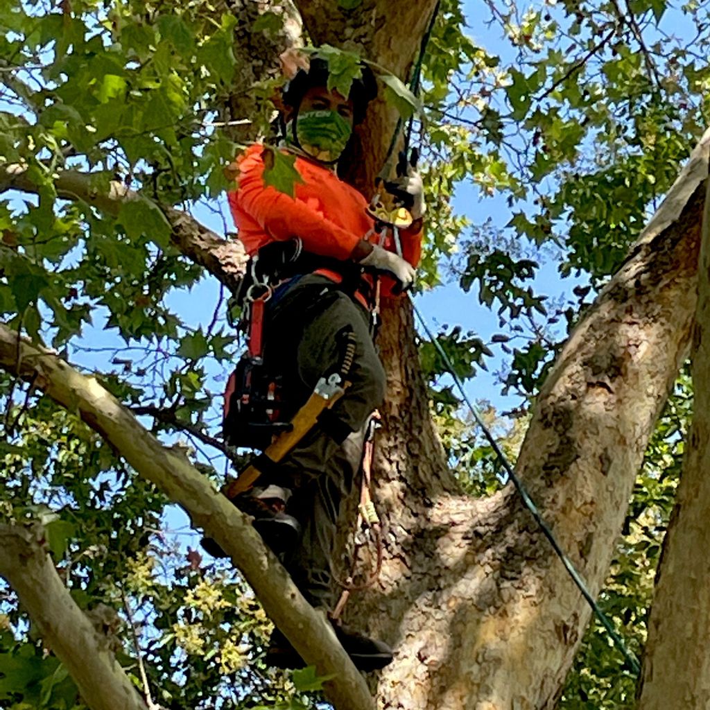 Premier Apex Arborist