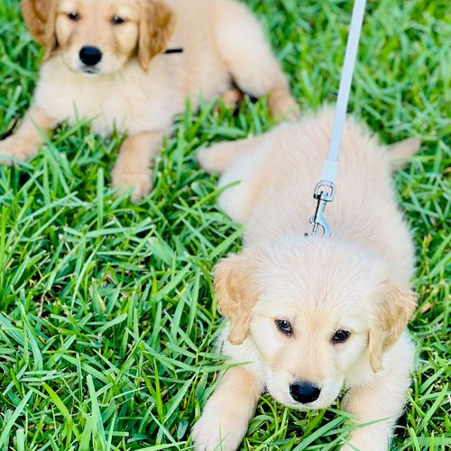 Bob worked with my golden retriever puppies to pup