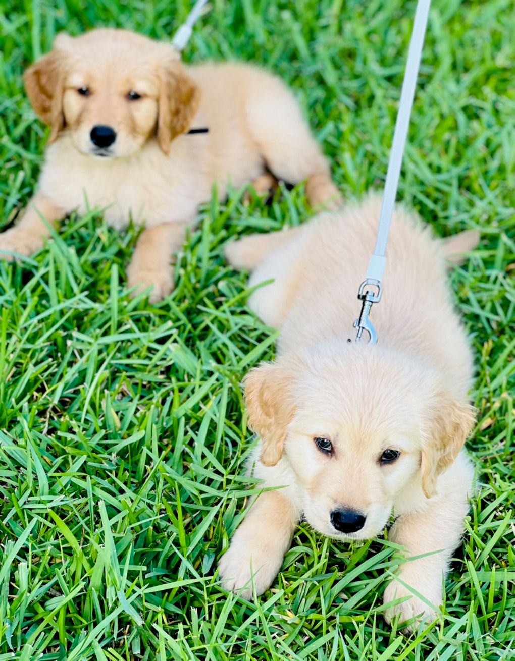 Bob worked with my golden retriever puppies to pup