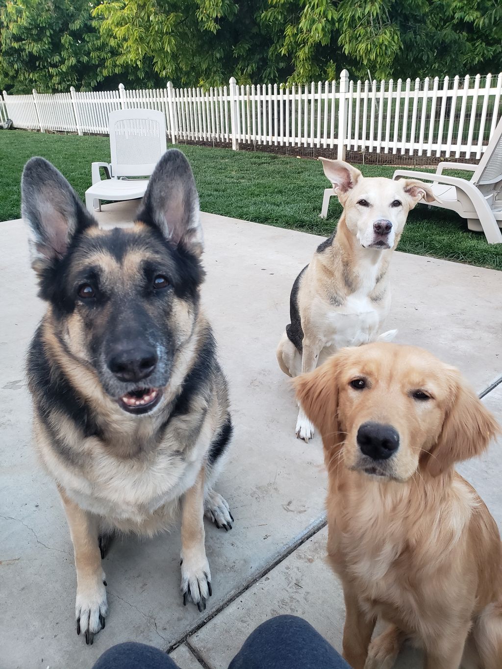 Julie, Cheyenne and Pumpkin sitting nicely. 
