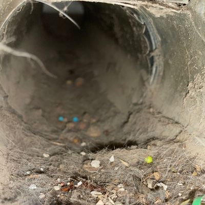 Avatar for Denver duct cleaners