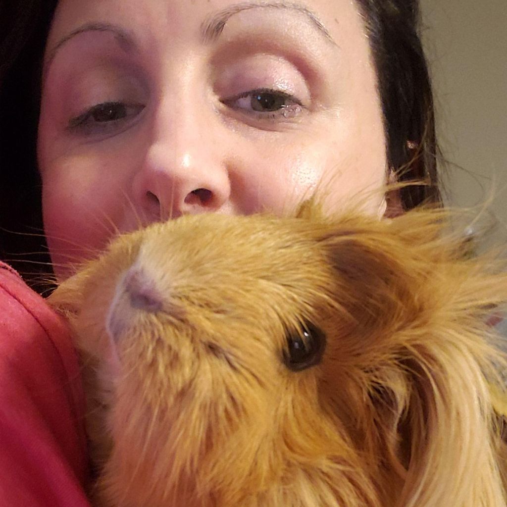 In-Home, Overnight Guinea Pig Care