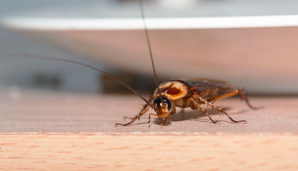 cockroach in home