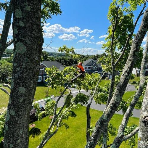 Profesional tree service