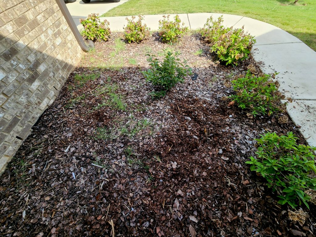 Before weeding
