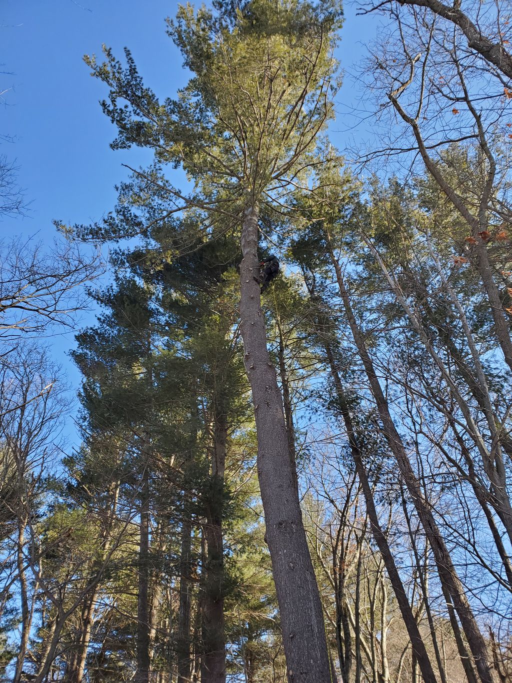 Tree Trimming and Removal