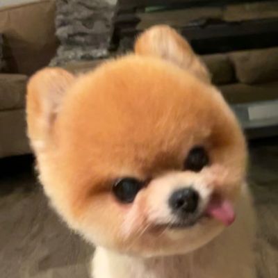 Avatar for Woof Woof Meow Holistic