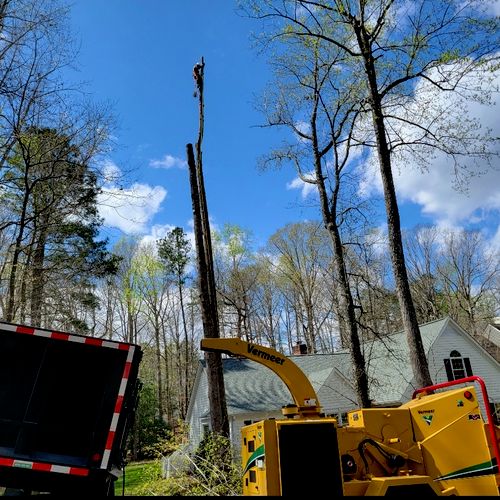 Tree Trimming and Removal