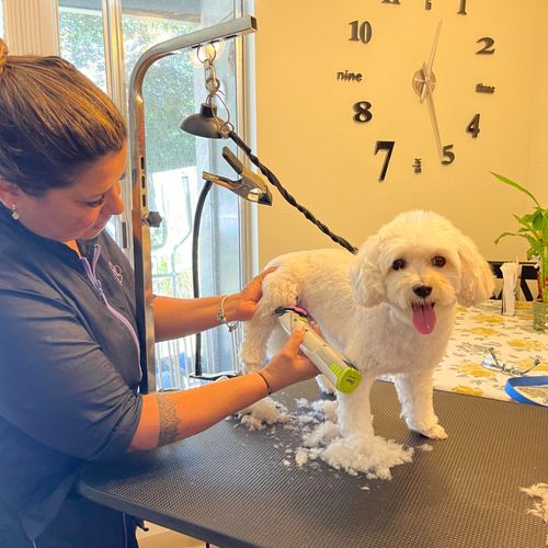 Deby is an excellent groomer! She’s very caring an