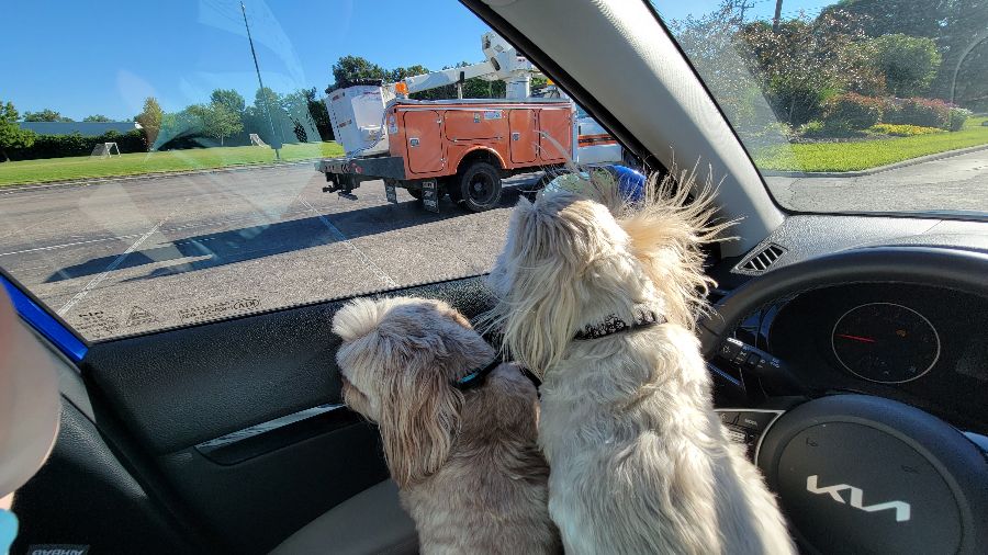 Pet Taxi Service 