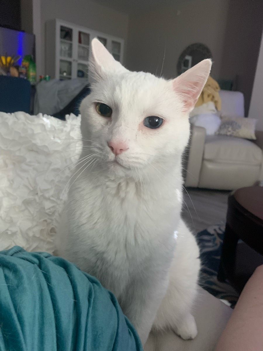 Cat visits and cuddles on the couch