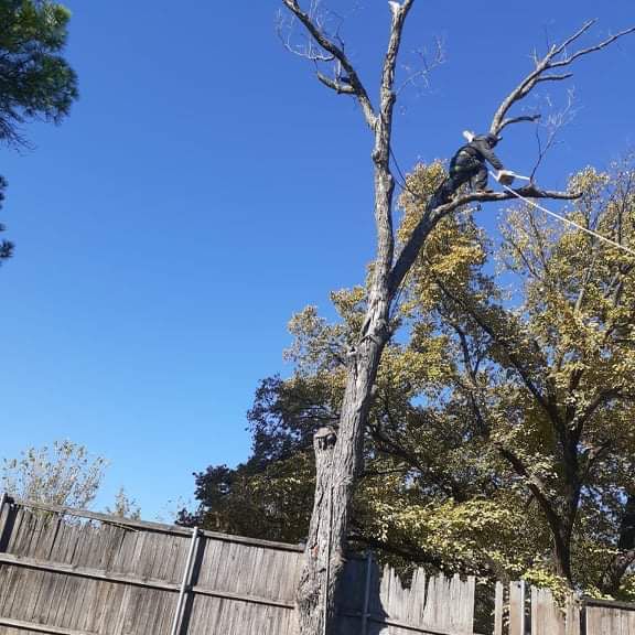 Santos Trees