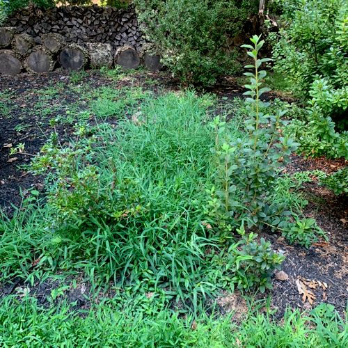 Before and after pictures - excellent job - weeded