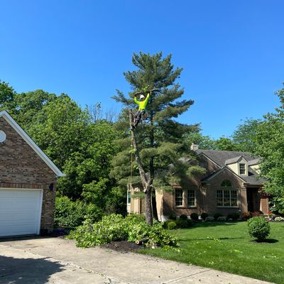 Avatar for MGR Tree Services LLC