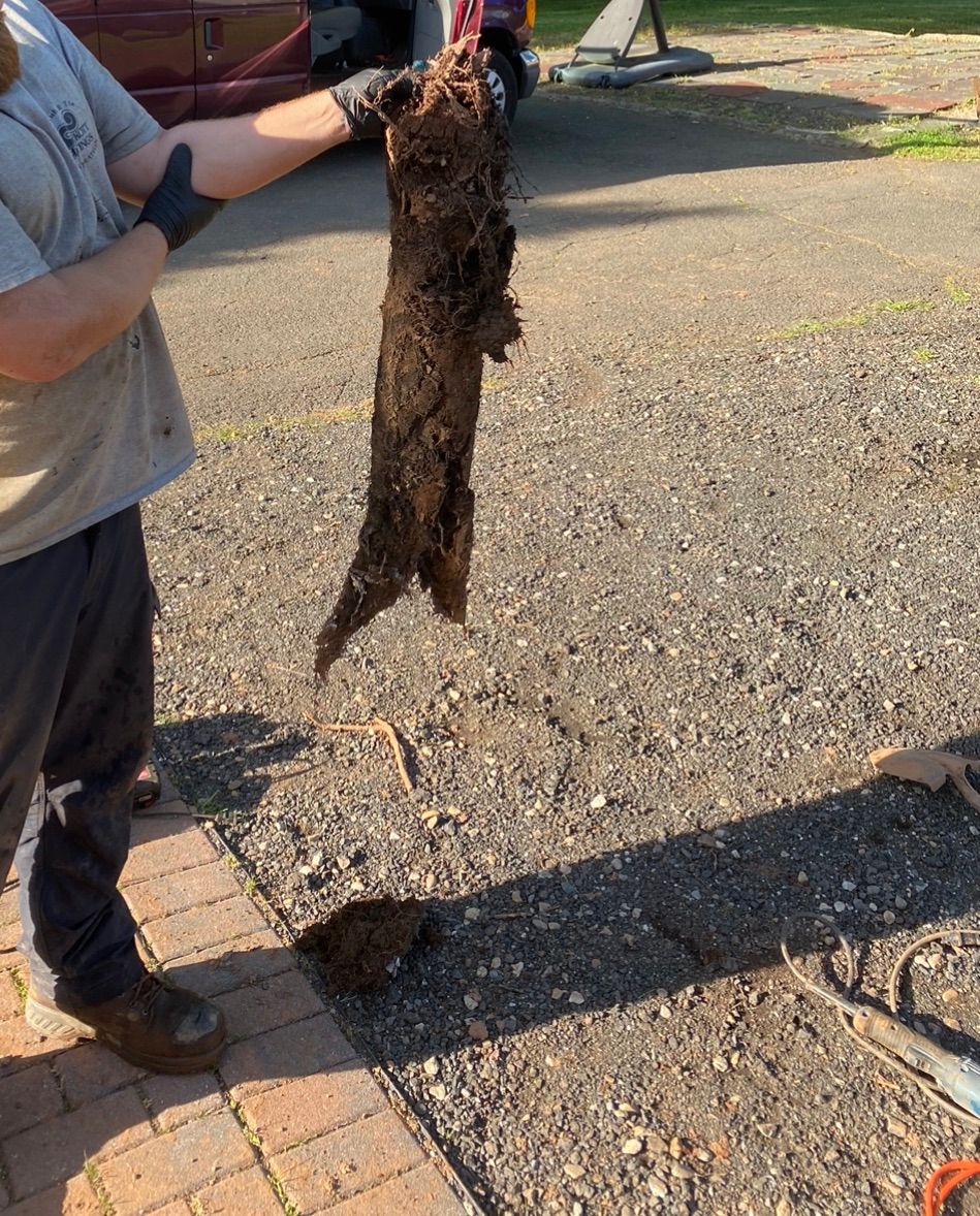 Roots that collapsed the 6” clay sewer line