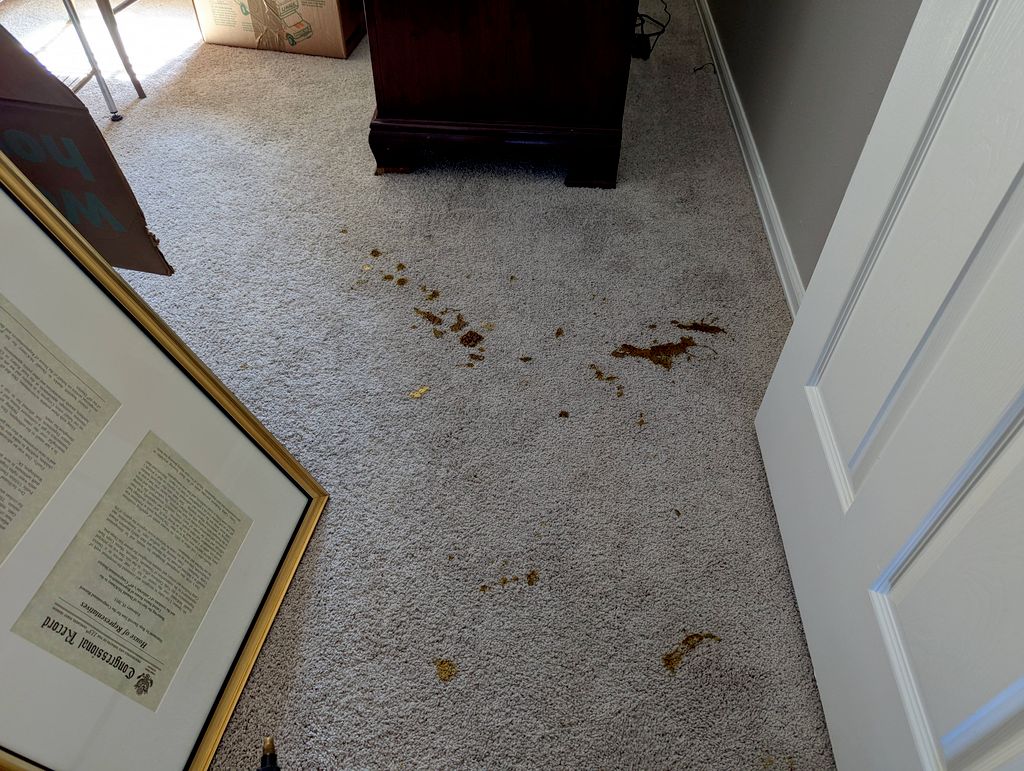 dog feces, before cleaning.