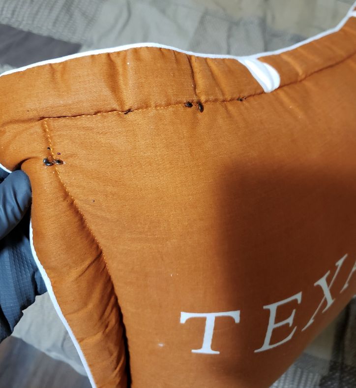 bedbugs on longhorns pillow