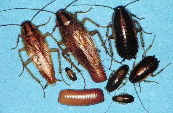 roach lifecycle