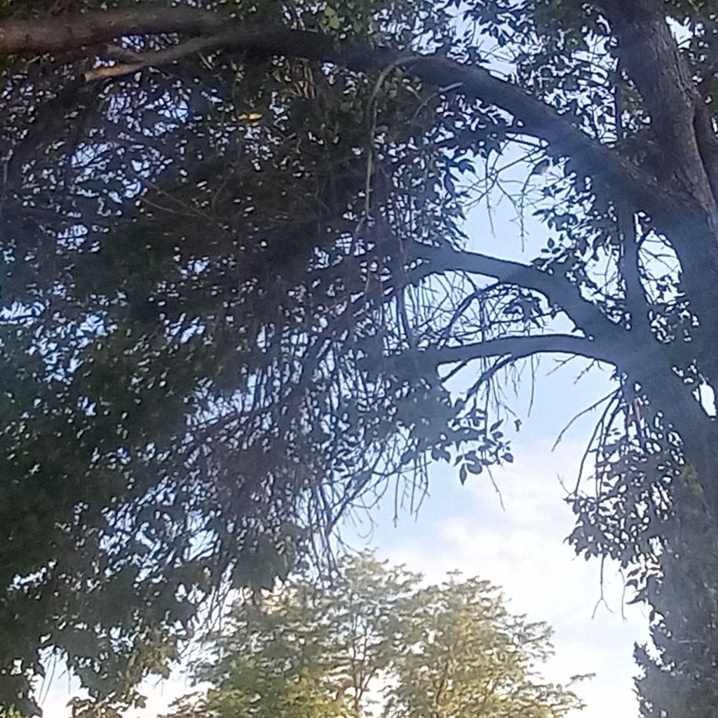Smart Tree LLC.