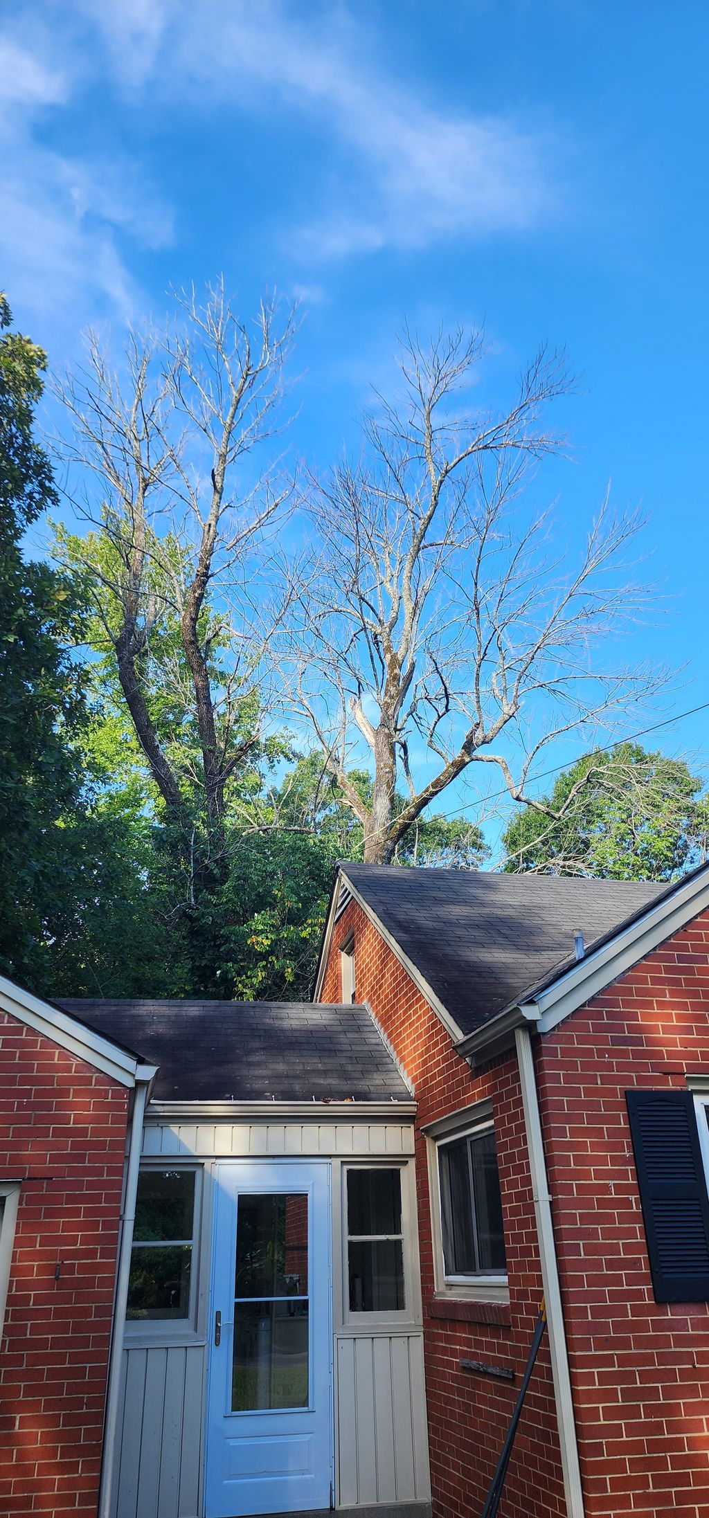 Tree Trimming and Removal