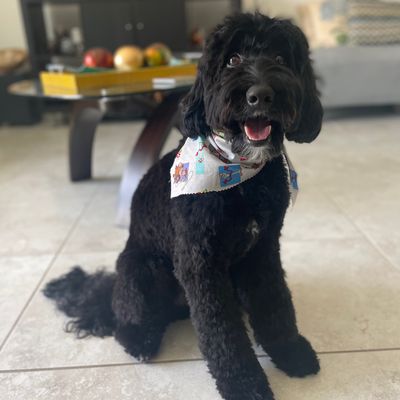 Avatar for The Pup Stop