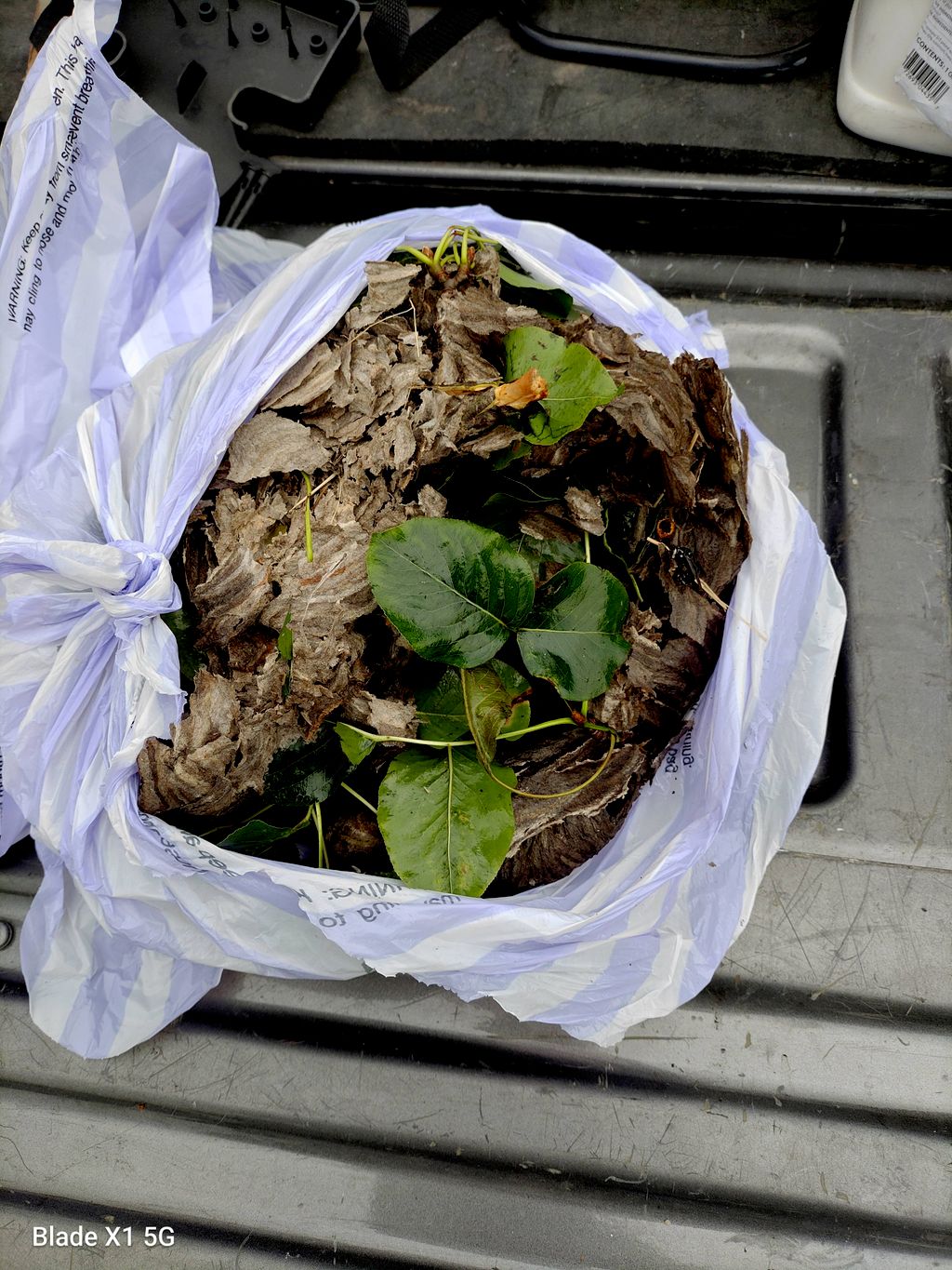 hornet nest after treatment