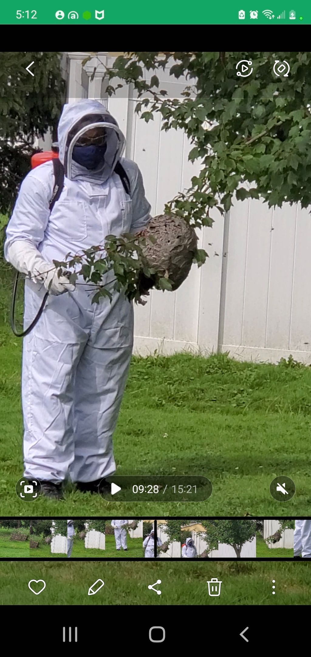 Bald-faced Hornet nest on tree limb