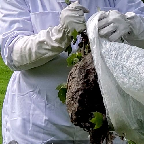 removal of Bald-faced hornet nest