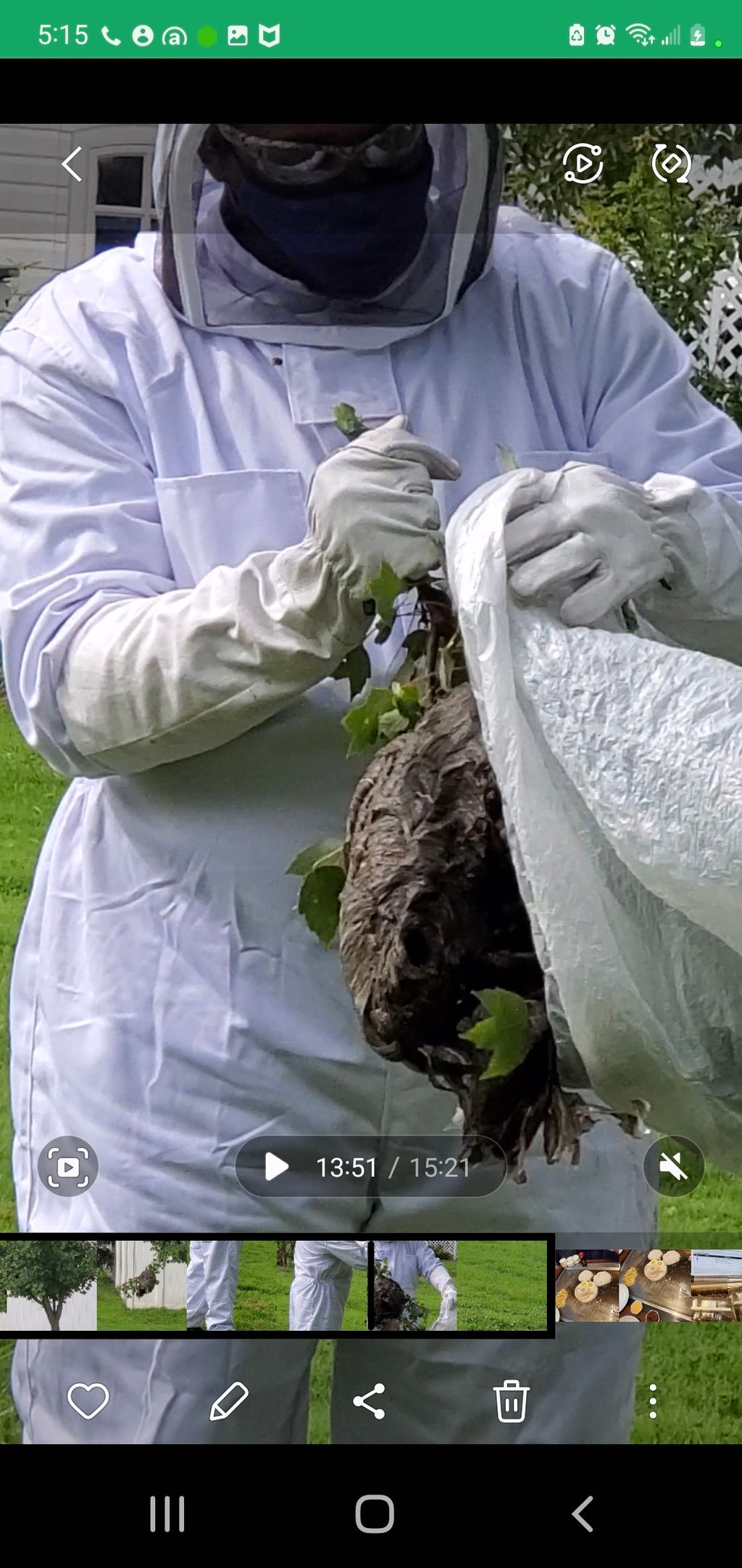 removal of Bald-faced hornet nest