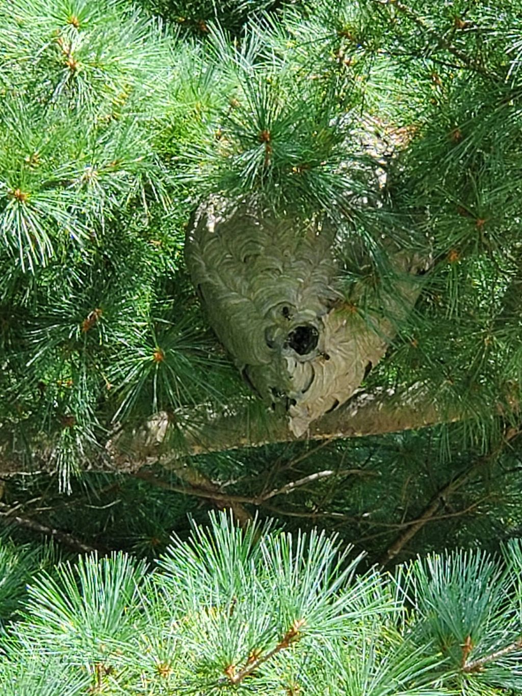 Bald-faced Hornet Nest