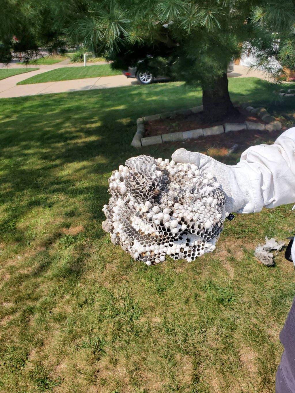 Inside of a Bald-faced Hornets removal