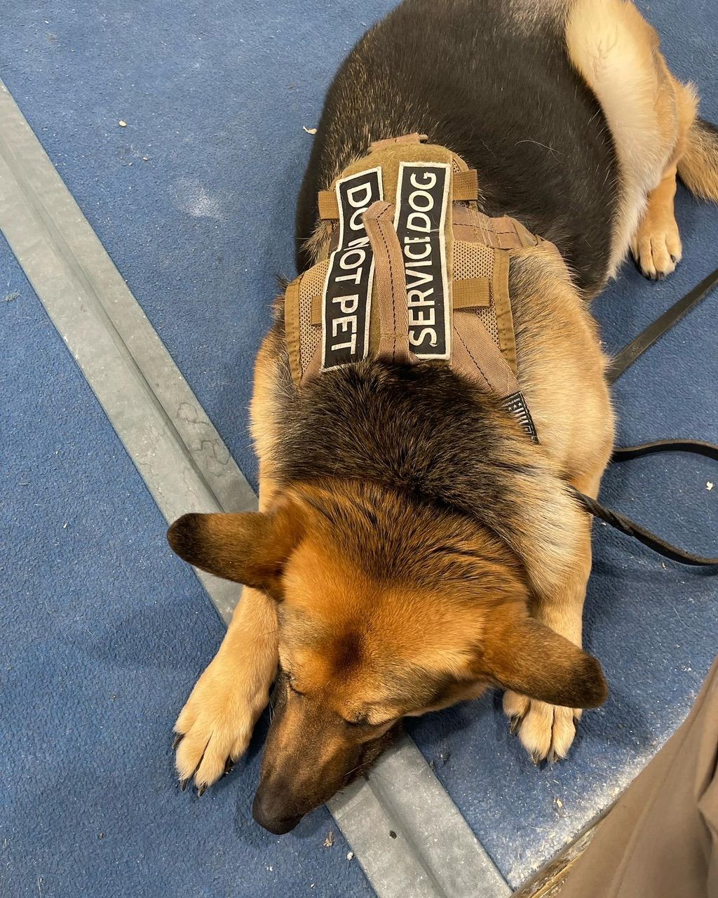 Duke my first service Service Dog at the climbing 