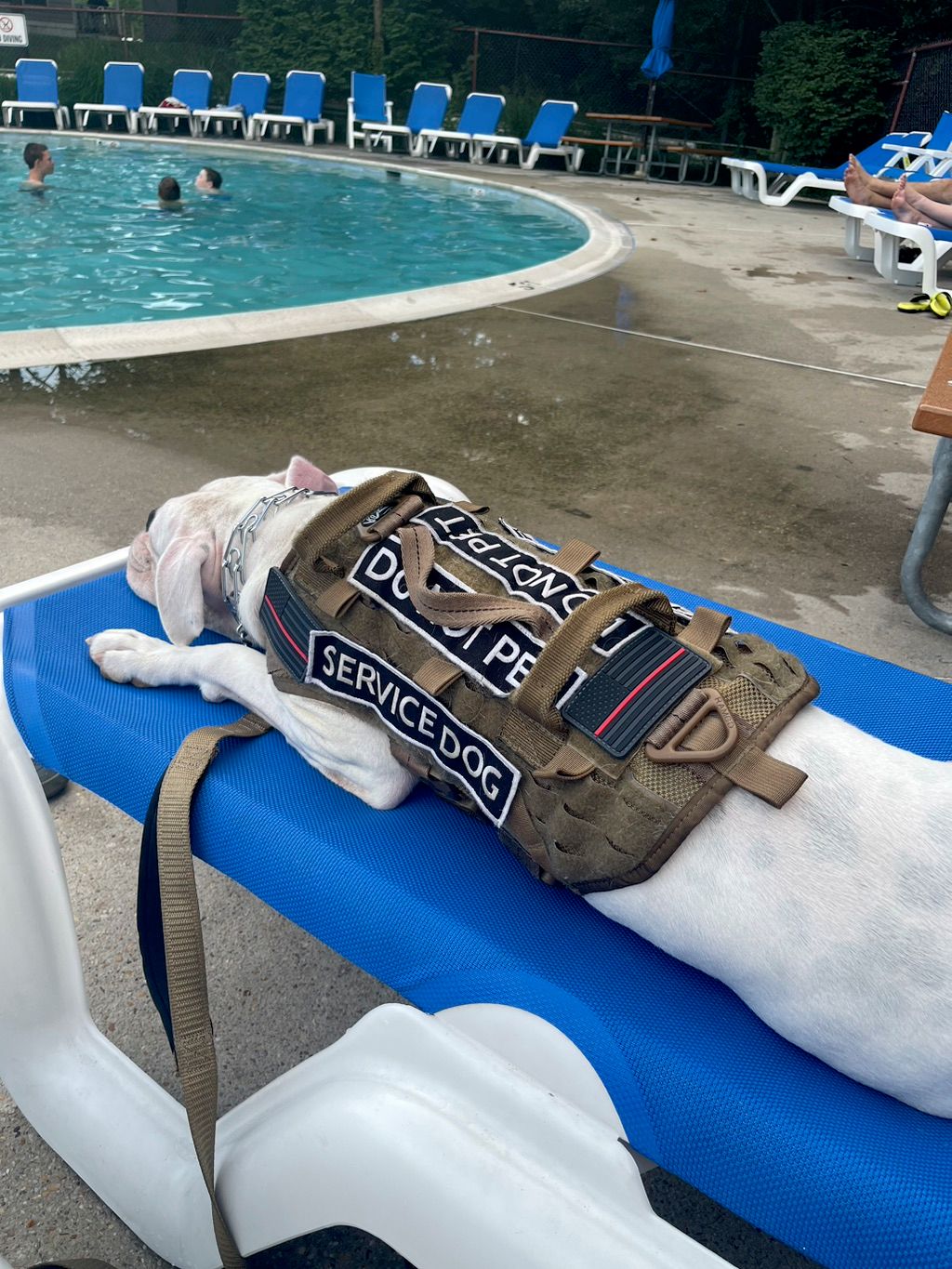 Liberty on Vacation with the Family
