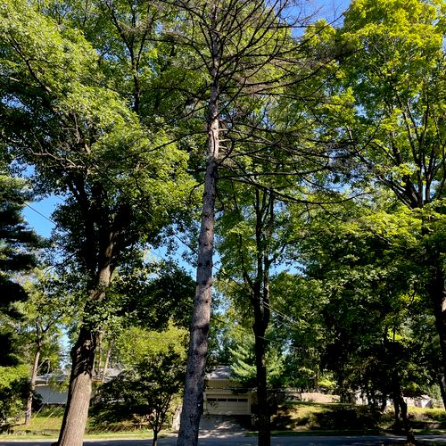 Great tree cutting and trimming service! Responded